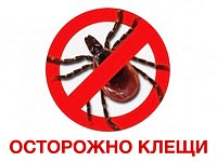 В Саратовской области становятся активными клещи – самое время вспомнить правила безопасности
